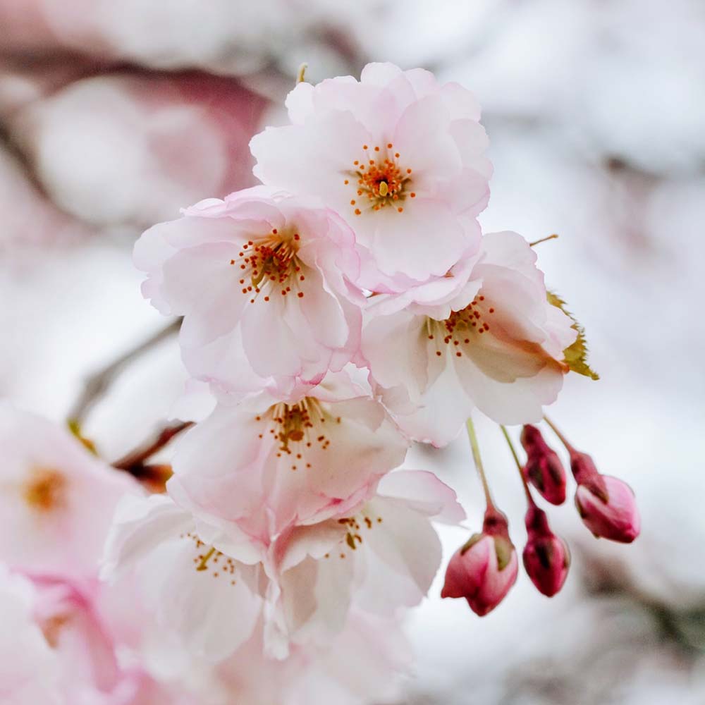 日本で見られる主な桜を紹介します